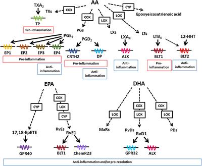 Host- and Microbe-Dependent Dietary Lipid Metabolism in the Control of Allergy, Inflammation, and Immunity